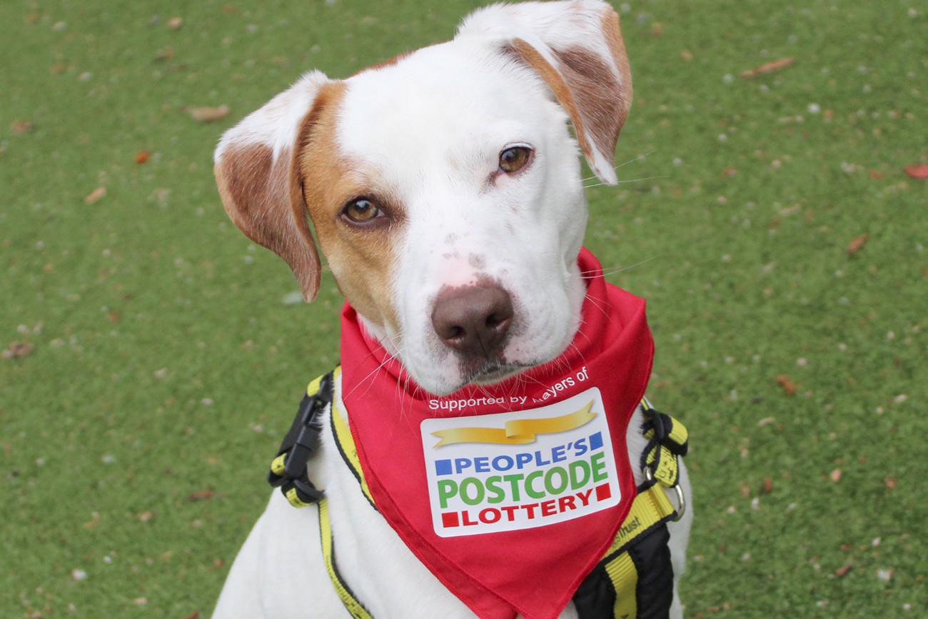 Dogs Trust Manchester finds its 4,000th pooch his perfect