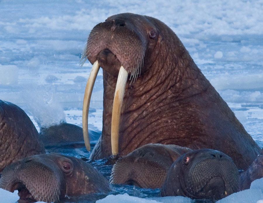 Over-hunting walruses contributed to the collapse of Norse Greenland -  About Manchester