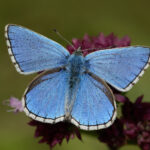 Wildlife charity Butterfly Conservation is warning that time is running out to save some of Britain’s best-loved insects