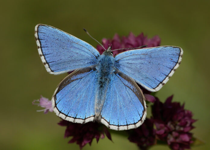 Wildlife charity Butterfly Conservation is warning that time is running out to save some of Britain’s best-loved insects