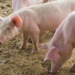 The Co-op has called on other leading supermarkets to go the whole ‘hog’ and support the UK pig farming sector