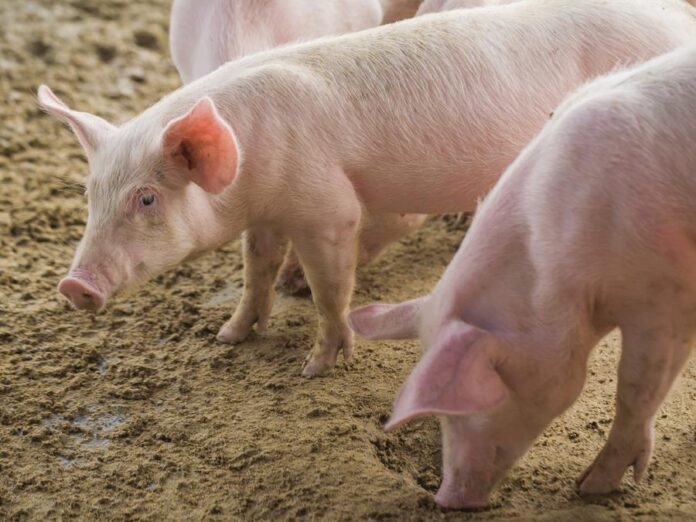 The Co-op has called on other leading supermarkets to go the whole ‘hog’ and support the UK pig farming sector