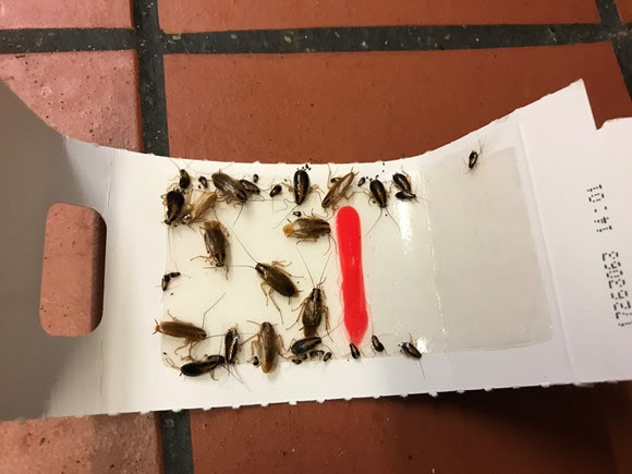 A takeaway owner has pleaded guilty to food hygiene offences after dead cockroaches were discovered in his Failsworth eatery