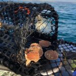 Scientists working in partnership with fishermen have stumbled upon a new way of catching scallops using underwater “scallop discos”