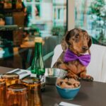 MOTLEY Manchester special Pawtails menu in celebration of National Dog Friendly Day this weekend, complete with complimentary ‘Pawsecco’