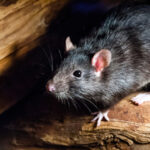 New ancient DNA analysis has shed light on how the black rat, blamed for spreading Black Death, dispersed across Europe