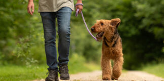 It is often believed that a close relationship between owners and their dogs can bring many mental health benefits to owners