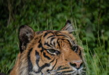 Conservationists at Chester Zoo have welcomed a special new arrival – a critically endangered tiger, named Dash