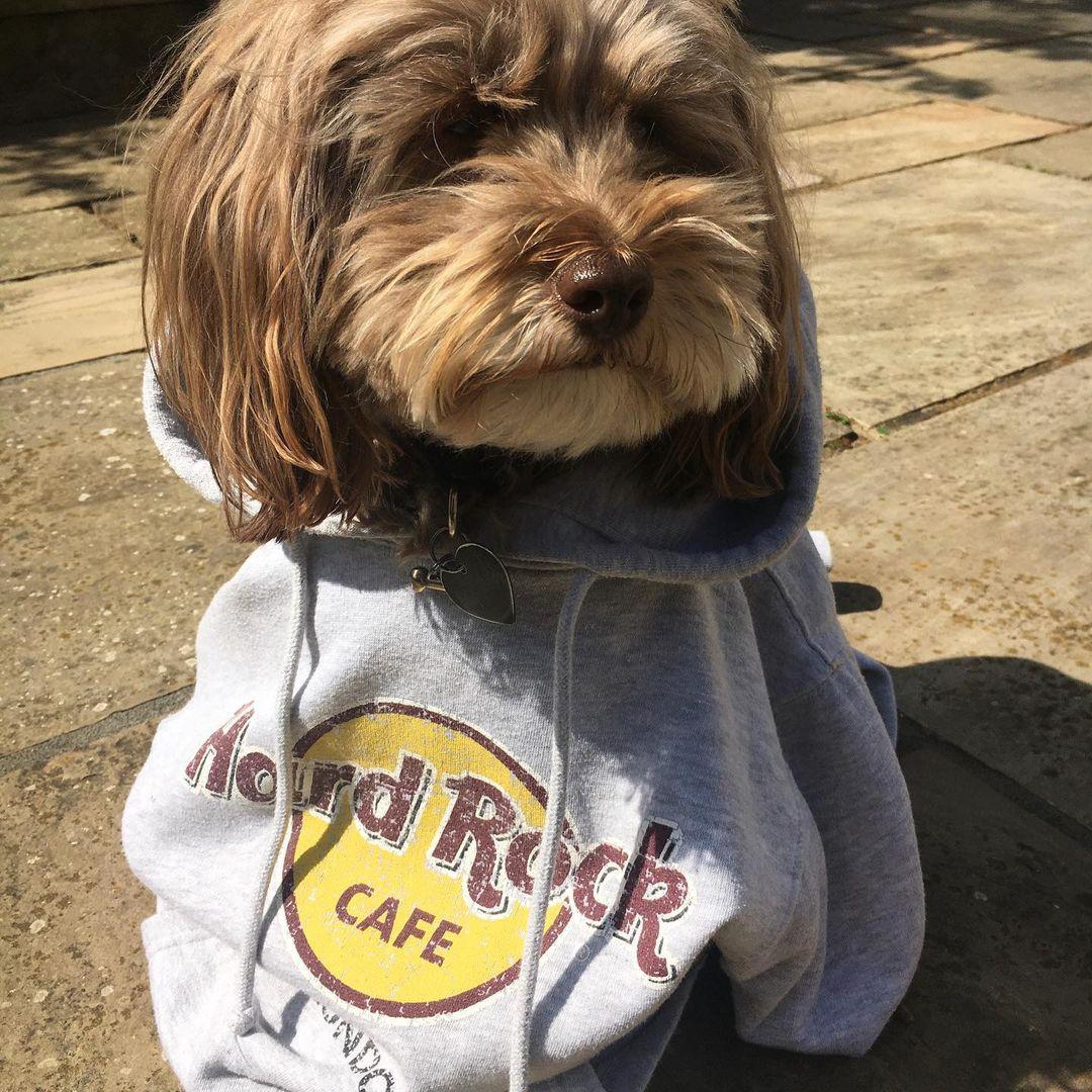 Dog in Hard Rock Cafe hoodie