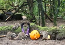 An animal themed Spooktacular Safari Trail is taking place for families to enjoy Halloween frolics at Knowsley Safari