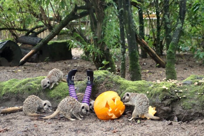 An animal themed Spooktacular Safari Trail is taking place for families to enjoy Halloween frolics at Knowsley Safari